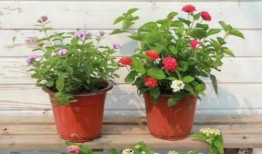 南宁万达爆料视频大全最新,精彩瞬间尽收眼底